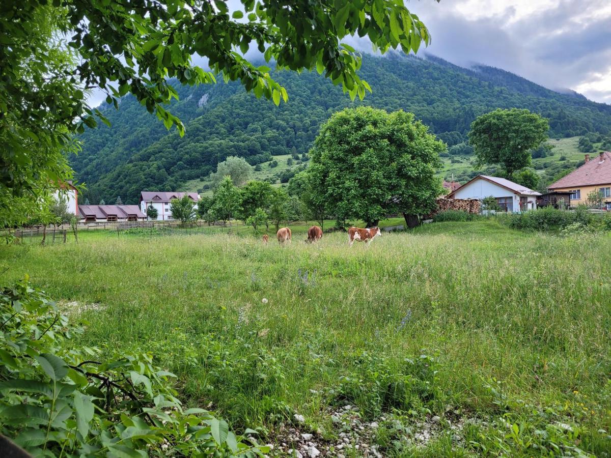 Casuta Din Crai Villa Zărneşti Dış mekan fotoğraf